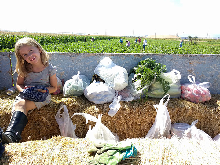 Vegetable Picking Jobs Uk